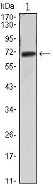 FAK Monoclonal Antibody (10H7A6)