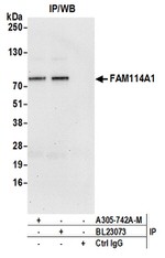 FAM114A1 Antibody in Western Blot (WB)