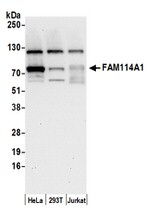 FAM114A1 Polyclonal Antibody