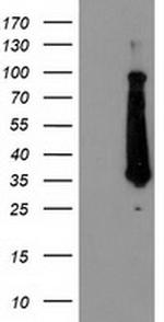 FAM119A Antibody in Western Blot (WB)