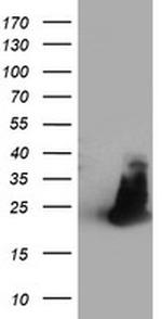 FAM119A Antibody in Western Blot (WB)