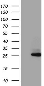 FAM119A Antibody in Western Blot (WB)