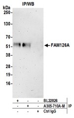 FAM126A Antibody in Immunoprecipitation (IP)