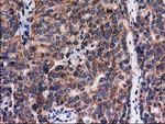 FAM127C Antibody in Immunohistochemistry (Paraffin) (IHC (P))