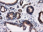 FAM127C Antibody in Immunohistochemistry (Paraffin) (IHC (P))