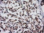 FAM127C Antibody in Immunohistochemistry (Paraffin) (IHC (P))