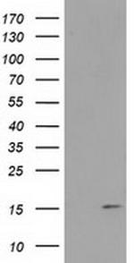 FAM127C Antibody in Western Blot (WB)