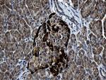 FAM131C Antibody in Immunohistochemistry (Paraffin) (IHC (P))