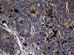 FAM131C Antibody in Immunohistochemistry (Paraffin) (IHC (P))