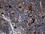 FAM131C Antibody in Immunohistochemistry (Paraffin) (IHC (P))