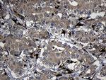 FAM131C Antibody in Immunohistochemistry (Paraffin) (IHC (P))