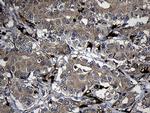 FAM131C Antibody in Immunohistochemistry (Paraffin) (IHC (P))