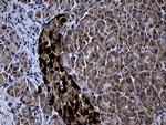 FAM131C Antibody in Immunohistochemistry (Paraffin) (IHC (P))