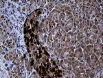 FAM131C Antibody in Immunohistochemistry (Paraffin) (IHC (P))