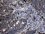 FAM131C Antibody in Immunohistochemistry (Paraffin) (IHC (P))