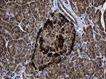 FAM131C Antibody in Immunohistochemistry (Paraffin) (IHC (P))