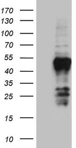 FAM131C Antibody in Western Blot (WB)