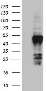 FAM131C Antibody in Western Blot (WB)
