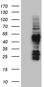 FAM131C Antibody in Western Blot (WB)