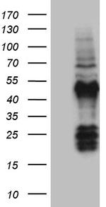FAM131C Antibody in Western Blot (WB)