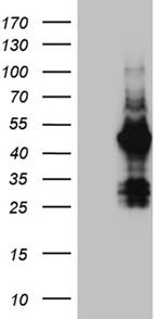 FAM131C Antibody in Western Blot (WB)