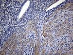 FAM151B Antibody in Immunohistochemistry (Paraffin) (IHC (P))