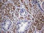 FAM151B Antibody in Immunohistochemistry (Paraffin) (IHC (P))