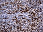 FAM151B Antibody in Immunohistochemistry (Paraffin) (IHC (P))