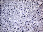 FAM151B Antibody in Immunohistochemistry (Paraffin) (IHC (P))