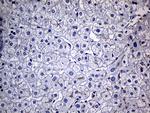 FAM151B Antibody in Immunohistochemistry (Paraffin) (IHC (P))