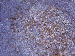 FAM151B Antibody in Immunohistochemistry (Paraffin) (IHC (P))