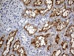 FAM151B Antibody in Immunohistochemistry (Paraffin) (IHC (P))