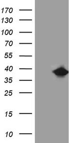 FAM151B Antibody in Western Blot (WB)