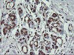 FAM164A Antibody in Immunohistochemistry (Paraffin) (IHC (P))