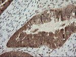 FAM164A Antibody in Immunohistochemistry (Paraffin) (IHC (P))