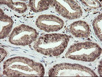 FAM164A Antibody in Immunohistochemistry (Paraffin) (IHC (P))