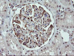 FAM164A Antibody in Immunohistochemistry (Paraffin) (IHC (P))