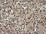 FAM164A Antibody in Immunohistochemistry (Paraffin) (IHC (P))
