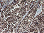 FAM164A Antibody in Immunohistochemistry (Paraffin) (IHC (P))