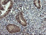 FAM164A Antibody in Immunohistochemistry (Paraffin) (IHC (P))