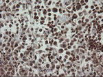 FAM164A Antibody in Immunohistochemistry (Paraffin) (IHC (P))