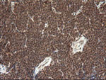 FAM164A Antibody in Immunohistochemistry (Paraffin) (IHC (P))