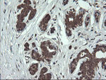 FAM164A Antibody in Immunohistochemistry (Paraffin) (IHC (P))
