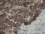 FAM164A Antibody in Immunohistochemistry (Paraffin) (IHC (P))