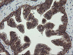 FAM164A Antibody in Immunohistochemistry (Paraffin) (IHC (P))