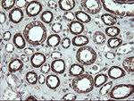 FAM164A Antibody in Immunohistochemistry (Paraffin) (IHC (P))