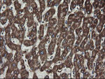 FAM164A Antibody in Immunohistochemistry (Paraffin) (IHC (P))