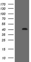 FAM164A Antibody in Western Blot (WB)