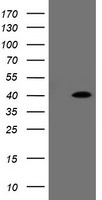 FAM164A Antibody in Western Blot (WB)