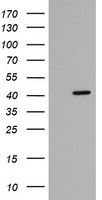 FAM164A Antibody in Western Blot (WB)